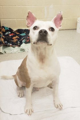 Dog (Web).jpg