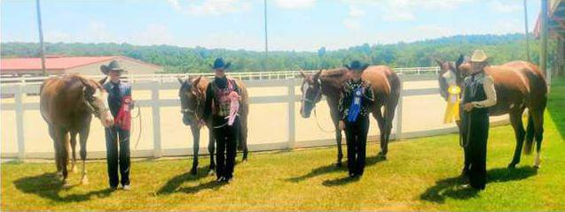 4-H Horse Club Web