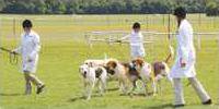 Dogs