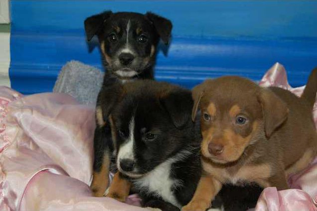 Pups