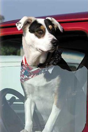 dog in car
