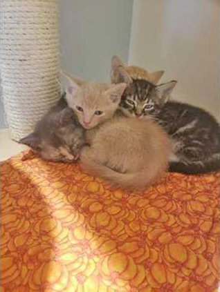 kittens Web