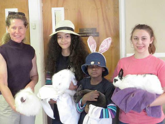 4H Rabbit Club WEB