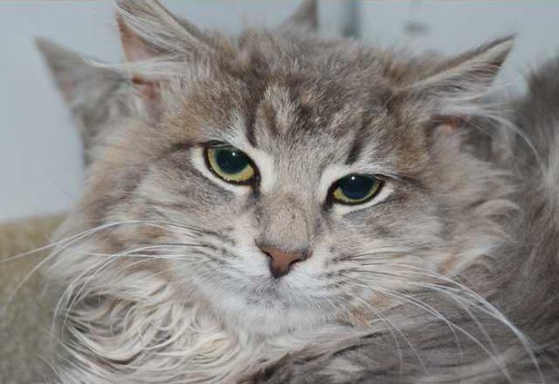 BERLIOZ T