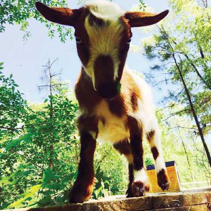 Goat 1 WEB