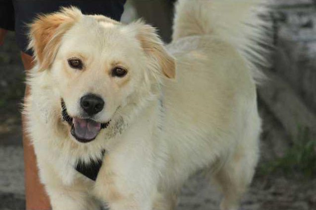 PETS-Penny-6-15-12