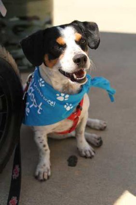 PETSLokey6.22.12
