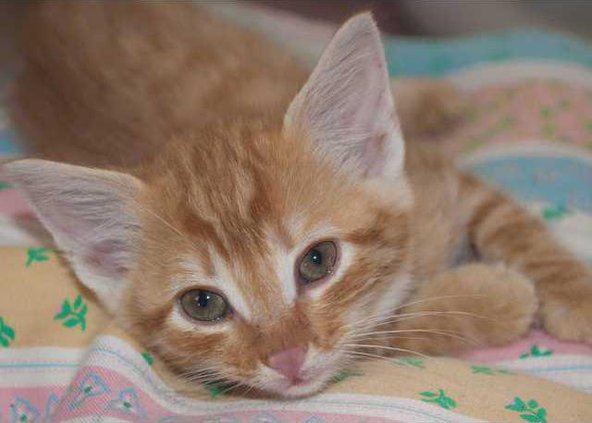 Pet of the week - cat