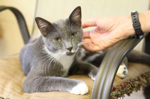 Pets - CasonvaCat - 08-17-12