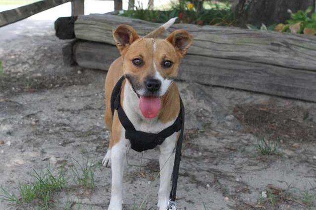 Pets - Dog - 06-29-12