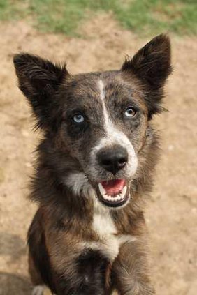 Pets - Dog - Sullivan - 07-27-12