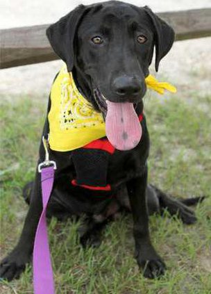 Pets - Lance - Dog - 08-10-12