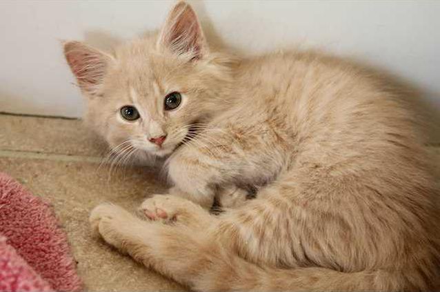 Pets cat2 09-07-12Web