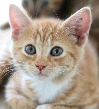 cat3 web