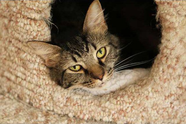 cat3web