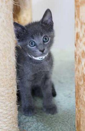 cat5Web
