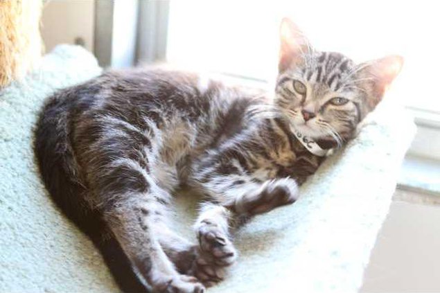 cat9