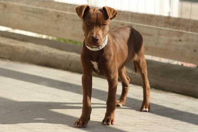 dog 12 14 2012.JPG