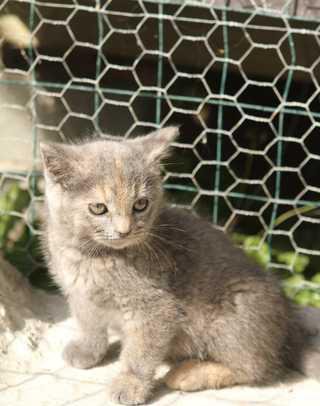 kitten2web