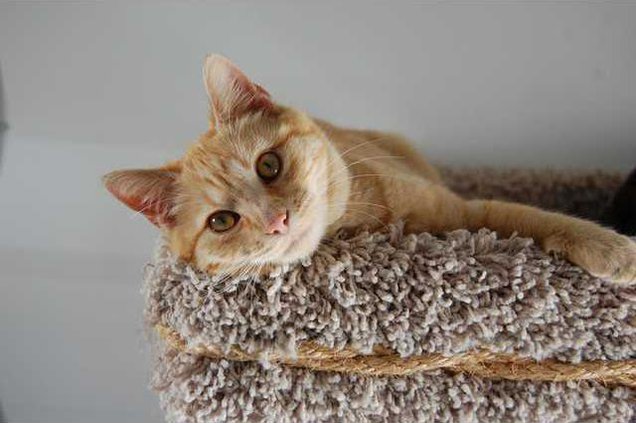 Pets - Boyd WEB