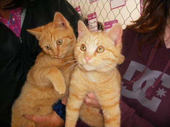 Pets - Two male kittens - WEB