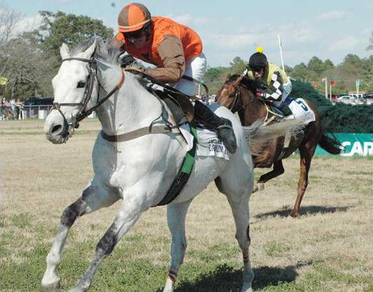 White horse