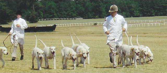Hounds 1