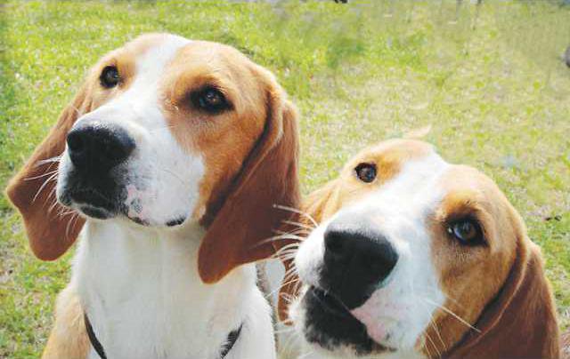 pups