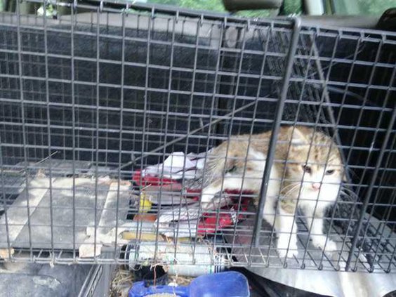 Cat Photo - Walker Web