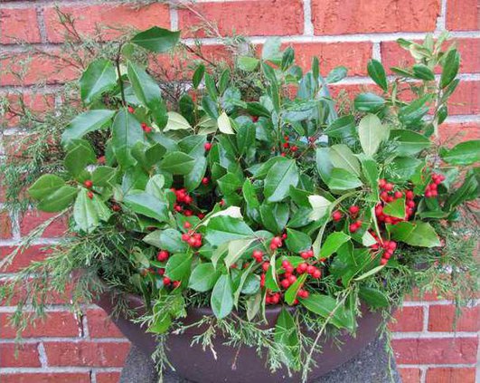 Christmas greenery Web