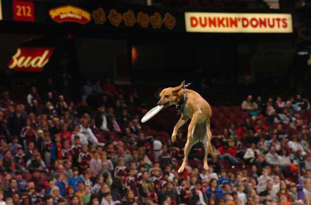 K9sinFlight2