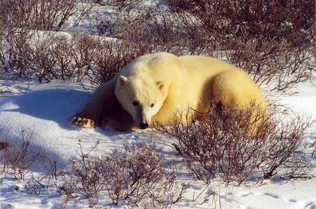 Polar bear 1