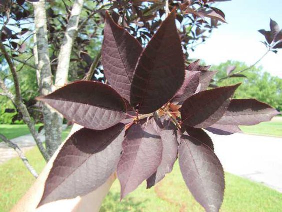 Moments of Nature - Canada red chokecherry