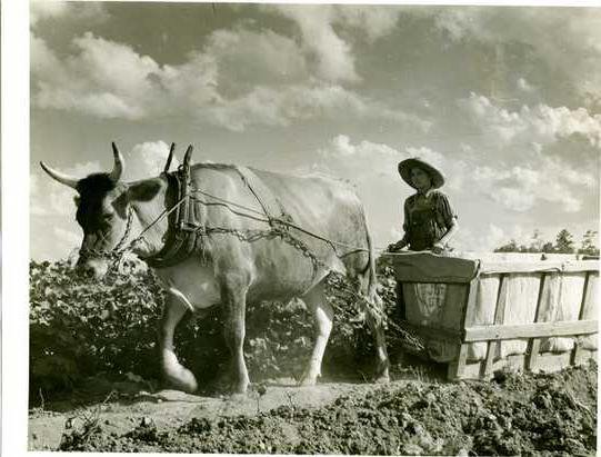 Ox Cart