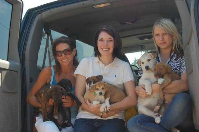 Shelter dogs