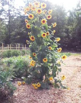Wil-mooreFarmsSunflower