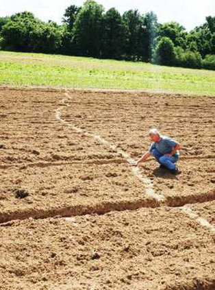 snake in dove field