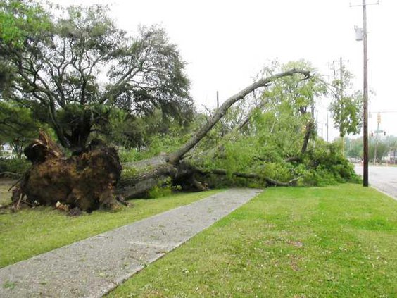 HamptonParkTree