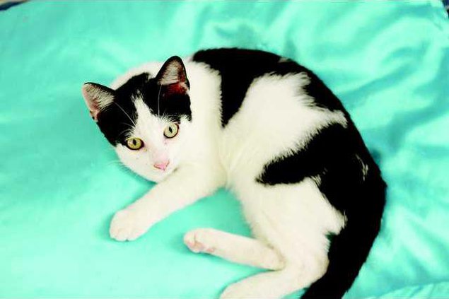 Pets - cat4 - 08-31-12 T