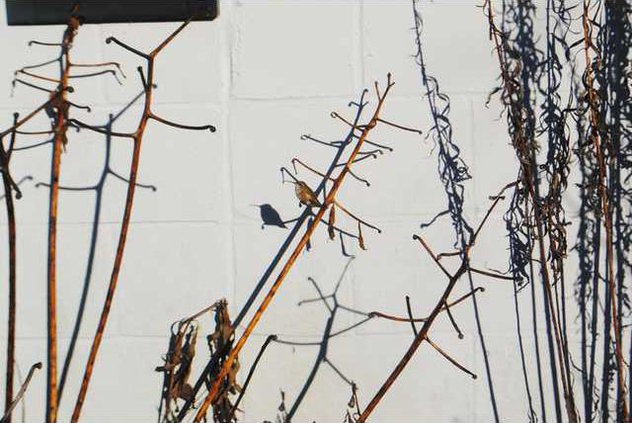 Bird in Bush