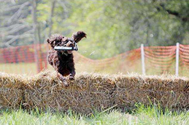Boykin Spaniels