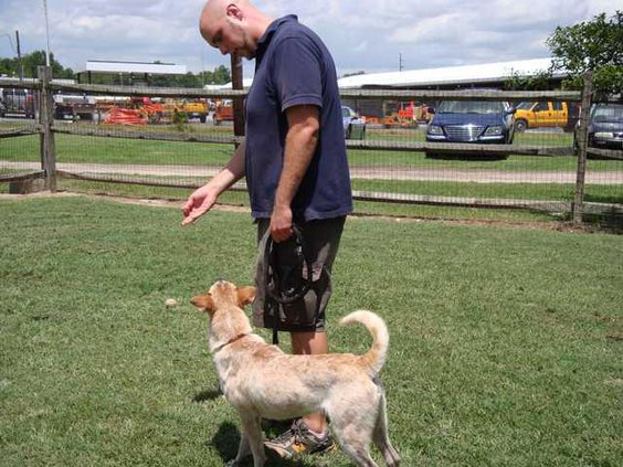 Geoff Ellinwood dog trainer.JPG