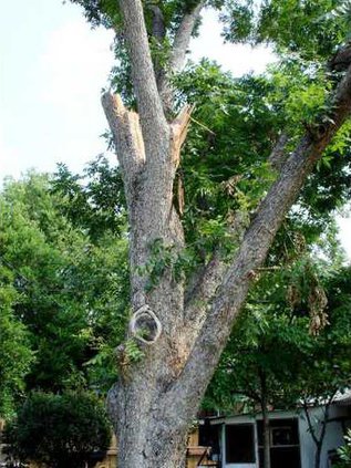 branch failure - Cola 3