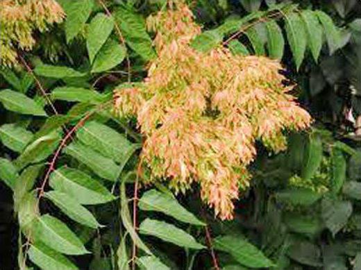 Ailanthus seeds Web