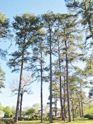 Trees for Gilland Column