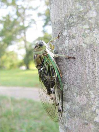 Cicada 3
