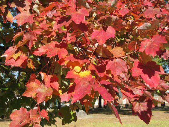 Tree in City Hall Park.JPG