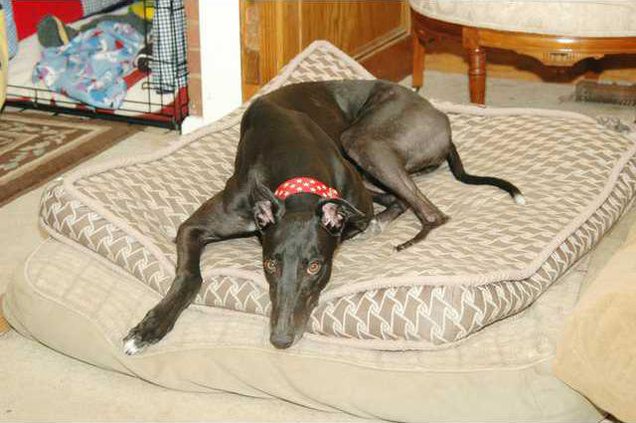 Robert-greyhound4