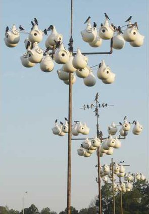 INVISTA Purple Martin Gourds