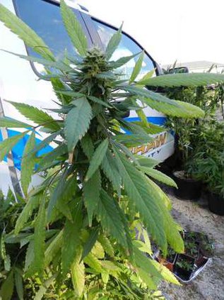 KCSO - Marijuana Web